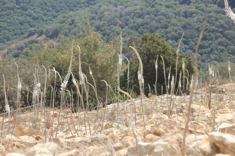 חצב מצוי - עמרי אבידר - מדריך טיולים