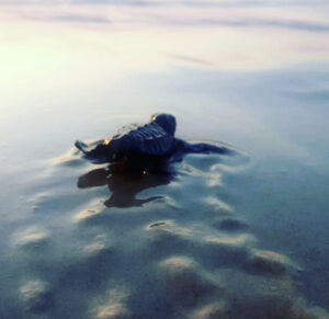 צבים בחוף בצת