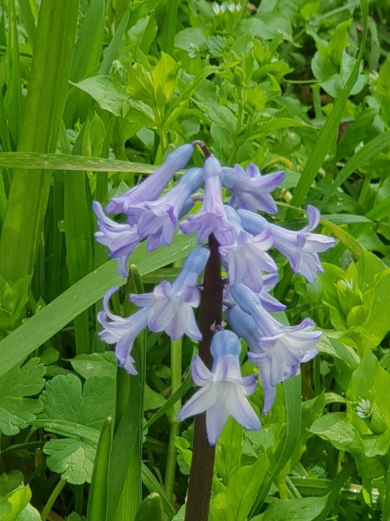 יקינטון מזרחי