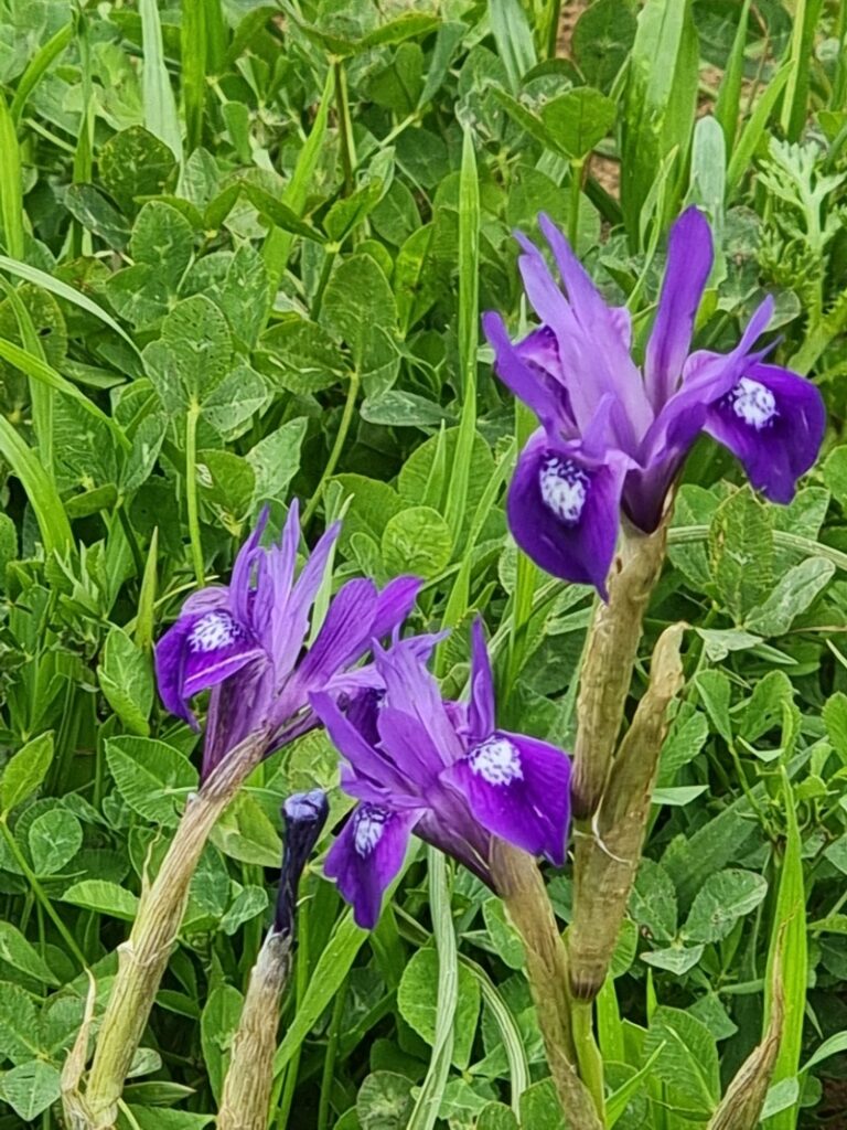 צהרון מצוי